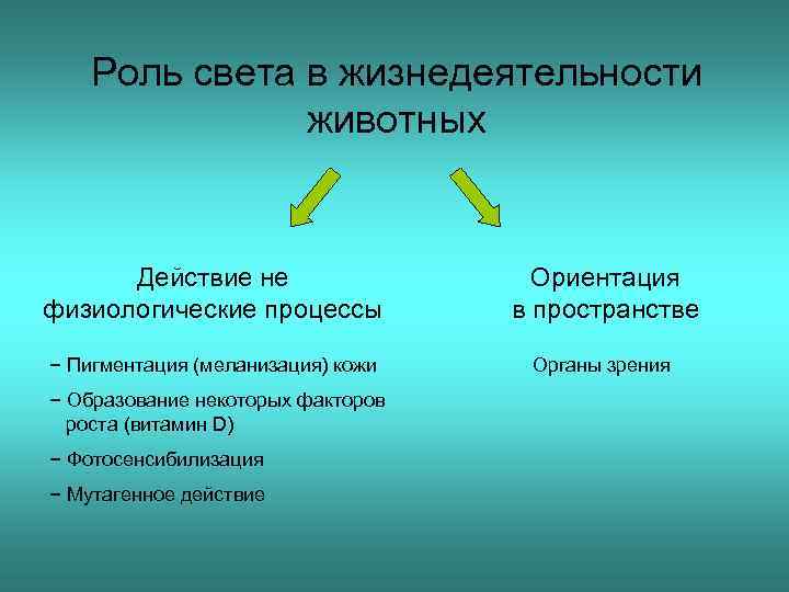 Роль света в жизнедеятельности животных Действие не физиологические процессы Ориентация в пространстве − Пигментация