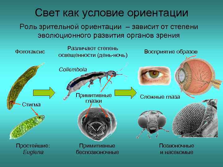 Свет как условие ориентации Роль зрительной ориентации – зависит от степени эволюционного развития органов