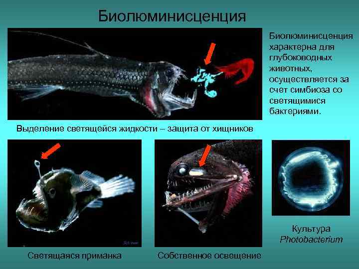 Биолюминисценция характерна для глубоководных животных, осуществляется за счет симбиоза со светящимися бактериями. Выделение светящейся