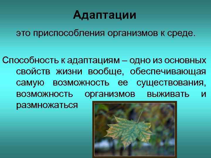 Адаптации это приспособления организмов к среде. Способность к адаптациям – одно из основных свойств