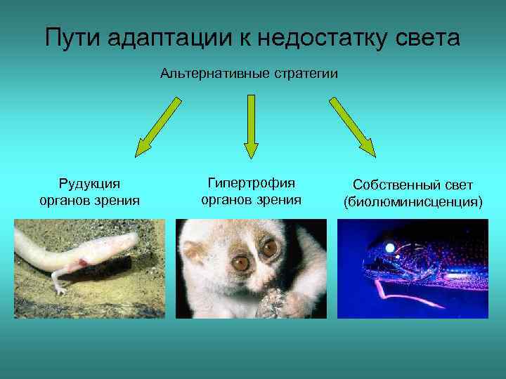 Пути адаптации к недостатку света Альтернативные стратегии Рудукция органов зрения Гипертрофия органов зрения Собственный