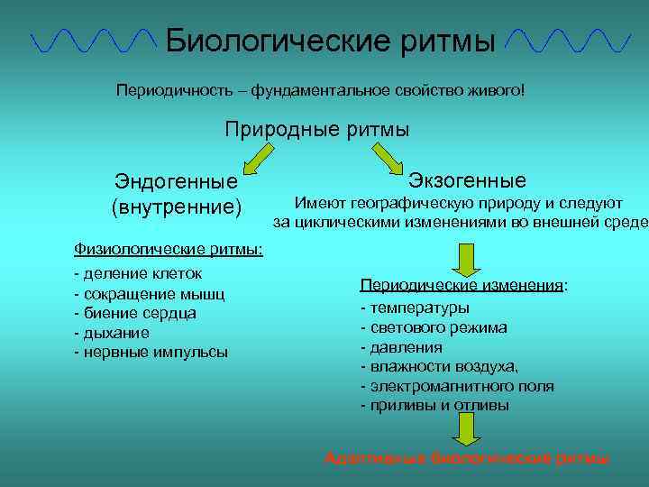 Экзогенные и эндогенные процессы регуляции биологических ритмов презентация