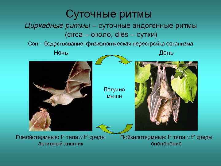 Суточные ритмы Циркадные ритмы – суточные эндогенные ритмы (circa – около, dies – сутки)