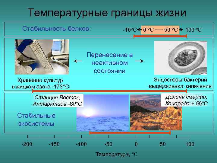 Какая температура называется оптимальной биология. Температурные границы жизни. Температурные пределы для жизни организмов. Температурная стабильность.