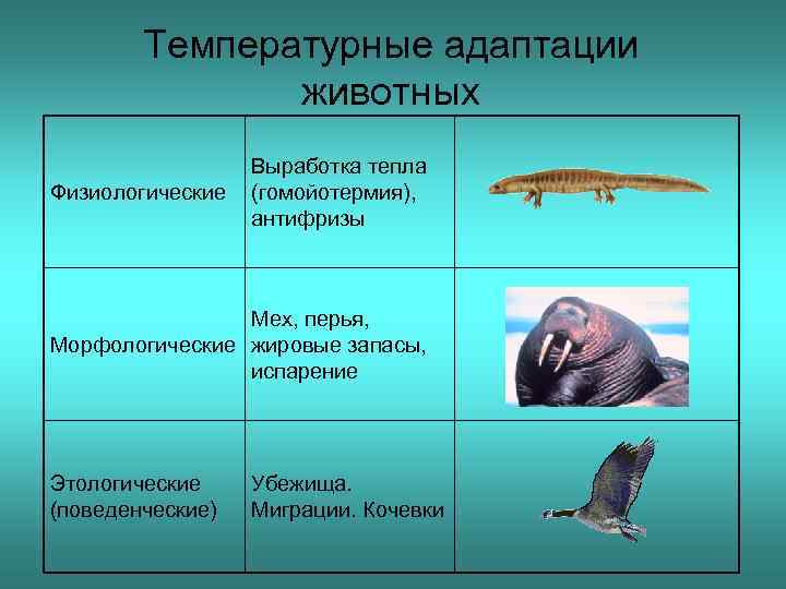 Морфологические адаптации животных к температуре. Изиологические адаптация животных. Физиологические приспособления животных. Примеры адаптации.