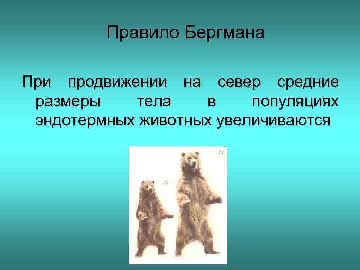 Правило Бергмана При продвижении на север средние размеры тела в популяциях эндотермных животных увеличиваются