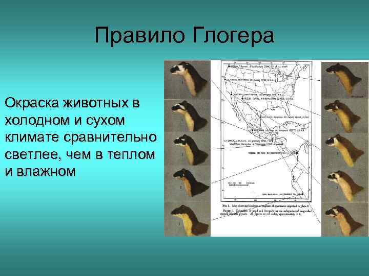 Правило Глогера Окраска животных в холодном и сухом климате сравнительно светлее, чем в теплом