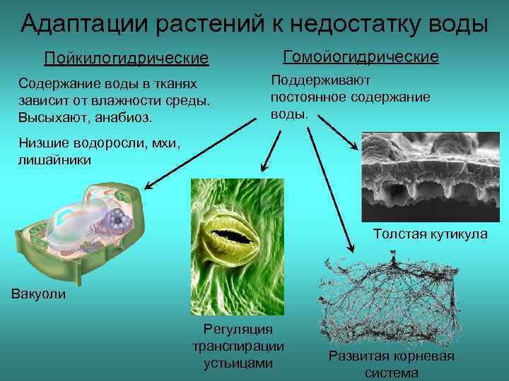 Механизмы приспособления к недостатку воды вида показанного на рисунке являются примером адаптации