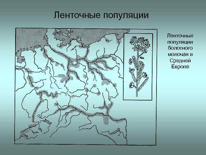 Ленточные популяции болотного молочая в Средней Европе 