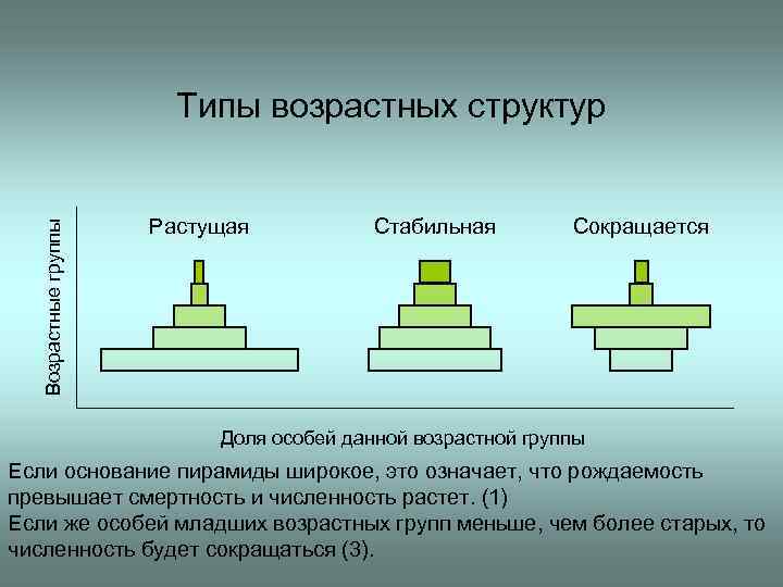 Возрастная структура популяции схема