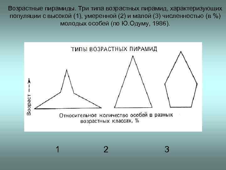 Возрастные пирамиды. Три типа возрастных пирамид, характеризующих популяции с высокой (1), умеренной (2) и