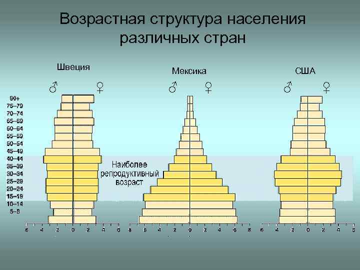 Группы возрастной структуры населения