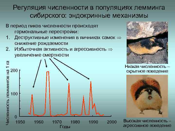 Экология популяций