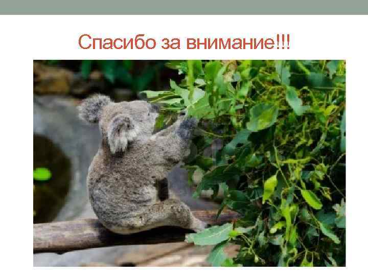 Спасибо за внимание!!! 