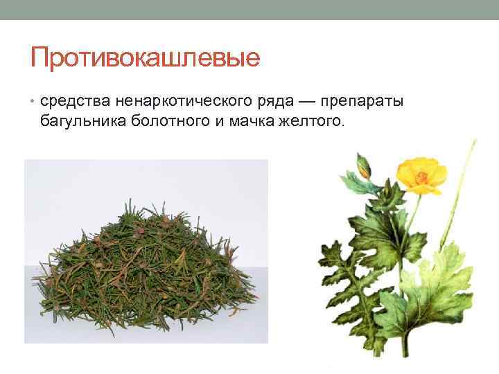 Противокашлевые • средства ненаркотического ряда — препараты багульника болотного и мачка желтого. 