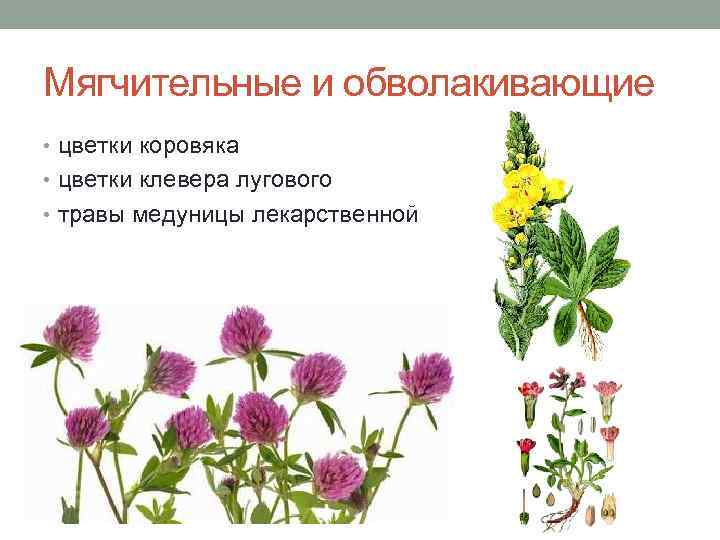 трава укажите число. приспособления для распространения семян подсолнечника. трава укажите число. характеристика семейства бобовые. бав лекарственных растений.