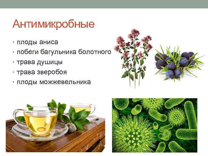 Антимикробные • плоды аниса • побеги багульника болотного • трава душицы • трава зверобоя