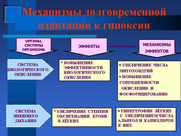Механизмы долговременной адаптации к гипоксии ОРГАНЫ, СИСТЕМЫ ОРГАНИЗМА СИСТЕМА БИОЛОГИЧЕСКОГО ОКИСЛЕНИЯ СИСТЕМА ВНЕШНЕГО ДЫХАНИЯ