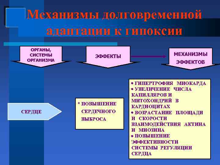 Механизмы долговременной адаптации к гипоксии ОРГАНЫ, СИСТЕМЫ ОРГАНИЗМА ЭФФЕКТЫ ЭФФЕКТОВ * ПОВЫШЕНИЕ СЕРДЦЕ МЕХАНИЗМЫ