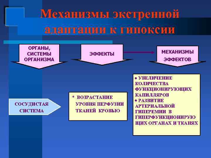 Механизмы экстренной адаптации к гипоксии ОРГАНЫ, СИСТЕМЫ ОРГАНИЗМА СОСУДИСТАЯ СИСТЕМА ЭФФЕКТЫ МЕХАНИЗМЫ ЭФФЕКТОВ *