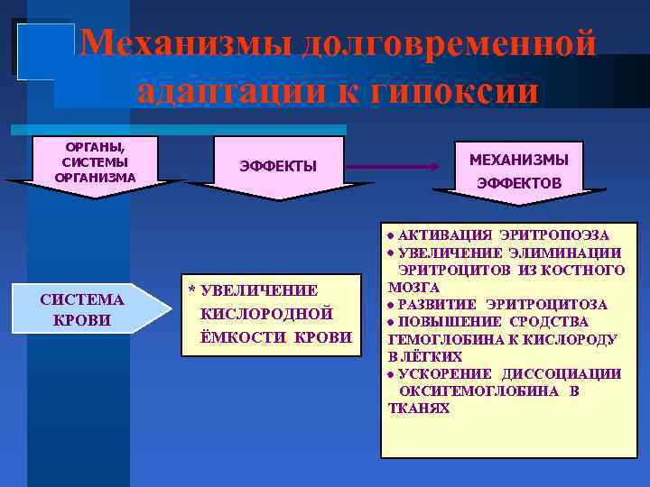 Механизмы долговременной адаптации к гипоксии ОРГАНЫ, СИСТЕМЫ ОРГАНИЗМА СИСТЕМА КРОВИ ЭФФЕКТЫ МЕХАНИЗМЫ ЭФФЕКТОВ *