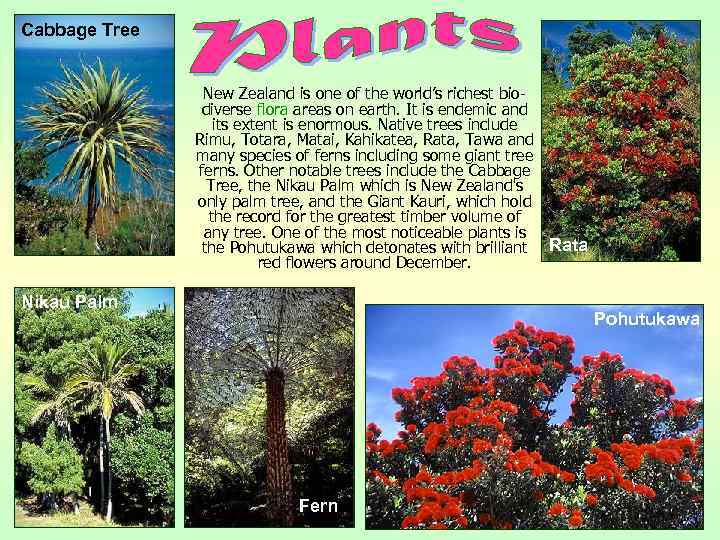 Cabbage Tree New Zealand is one of the world’s richest biodiverse flora areas on