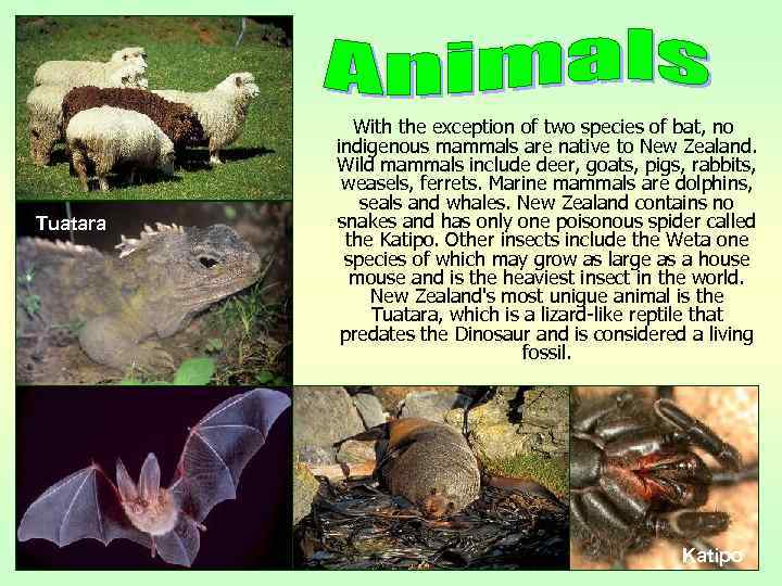 Tuatara With the exception of two species of bat, no indigenous mammals are native