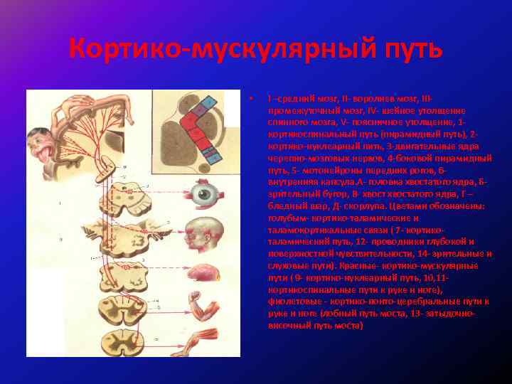 Кортико висцеральная теория. Синдромы поражения кортико-мускулярного пути. Кортико нуклеарный путь. Кортико кортикальные связи.