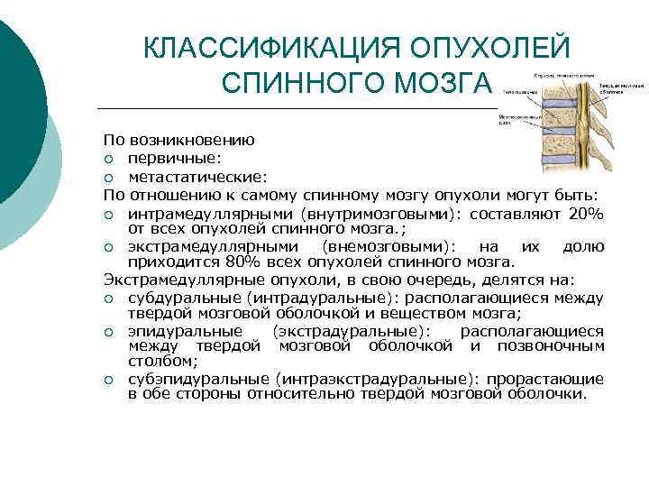 КЛАССИФИКАЦИЯ ОПУХОЛЕЙ СПИННОГО МОЗГА По возникновению ¡ первичные: ¡ метастатические: По отношению к самому