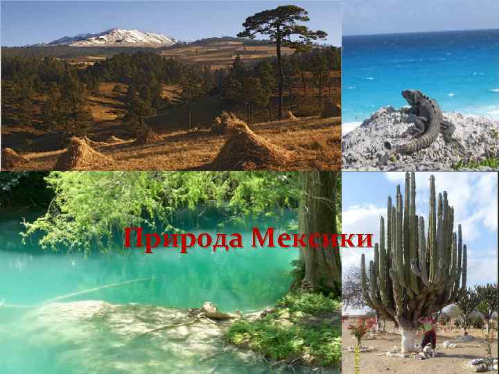Природа Мексики 