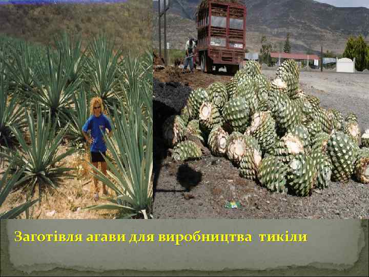 Заготівля агави для виробництва тикіли 