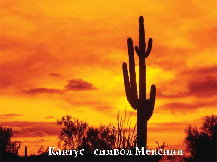 Кактус - символ Мексики 