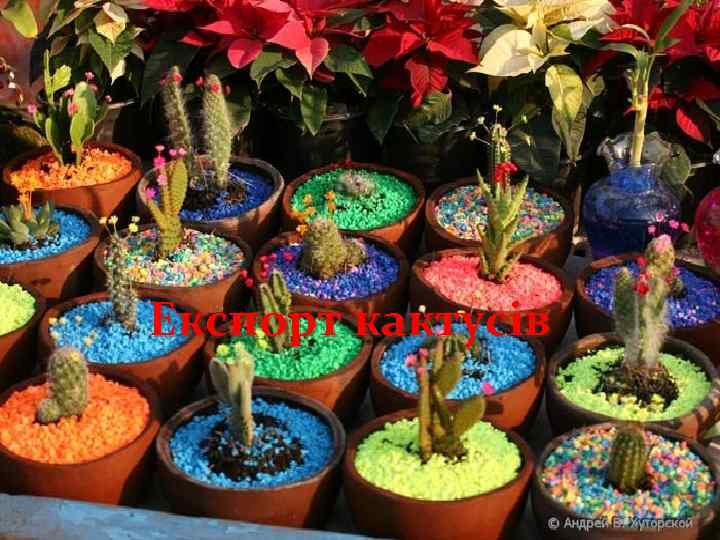 Експорт кактусів 