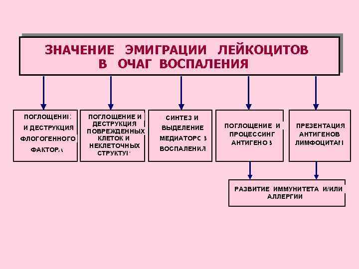 ЗНАЧЕНИЕ ЭМИГРАЦИИ ЛЕЙКОЦИТОВ В ОЧАГ ВОСПАЛЕНИЯ ПОГЛОЩЕНИЕ И ДЕСТРУКЦИЯ ФЛОГОГЕННОГО ФАКТОРА ПОГЛОЩЕНИЕ И ДЕСТРУКЦИЯ