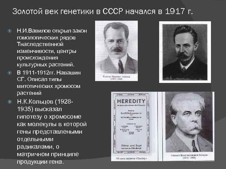 Золотой век генетики в СССР начался в 1917 г. Н. И. Вавилов открыл закон