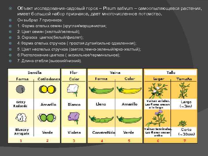  Объект исследования-садовый горох – Pisum sativum – самоопыляющееся растения, имеет большой набор признаков,