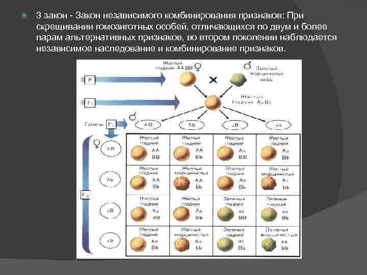  3 закон - Закон независимого комбинирования признаков: При скрещивании гомозиготных особей, отличающихся по