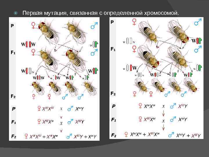  Первая мутация, связанная с определенной хромосомой. 