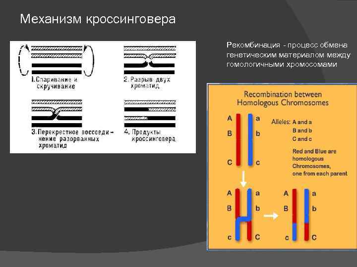 Рекомбинация генетического материала происходит