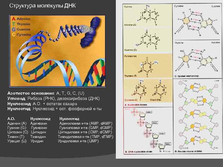 Структуры молекулы днк установили. Структура ДНК рибоза. Строение молекулы ДНК азотистые основания углевод. Структура ДНК дезоксирибоза основания. 1 Структура ДНК.
