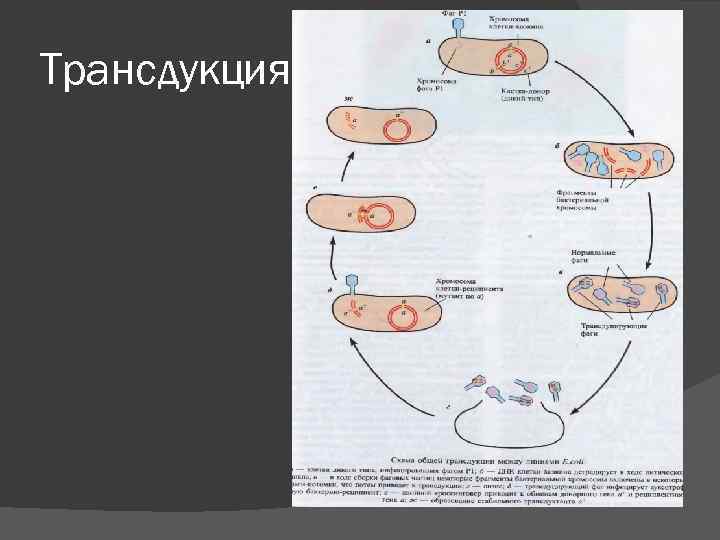 Трансдукция 