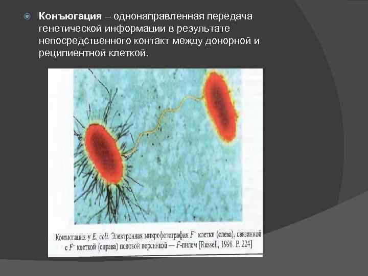  Конъюгация – однонаправленная передача генетической информации в результате непосредственного контакт между донорной и