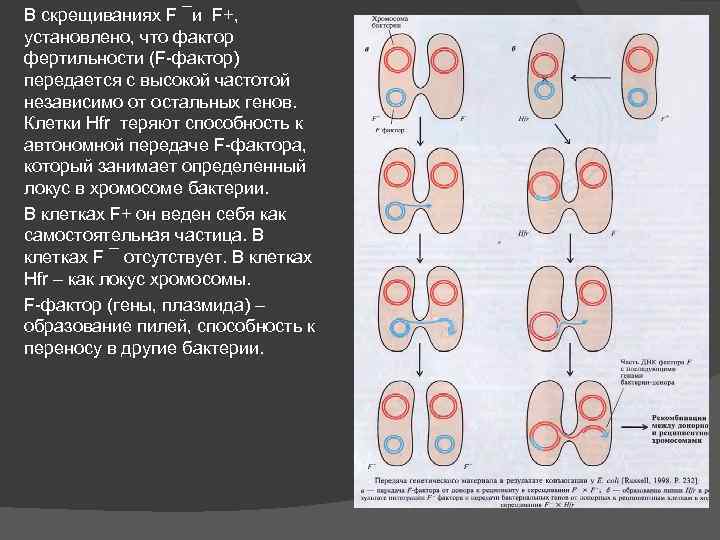 В скрещиваниях F ¯и F+, установлено, что фактор фертильности (F-фактор) передается с высокой частотой