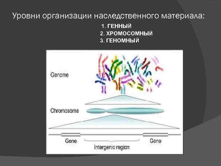 Уровни организации наследственного материала: 1. ГЕННЫЙ 2. ХРОМОСОМНЫЙ 3. ГЕНОМНЫЙ 