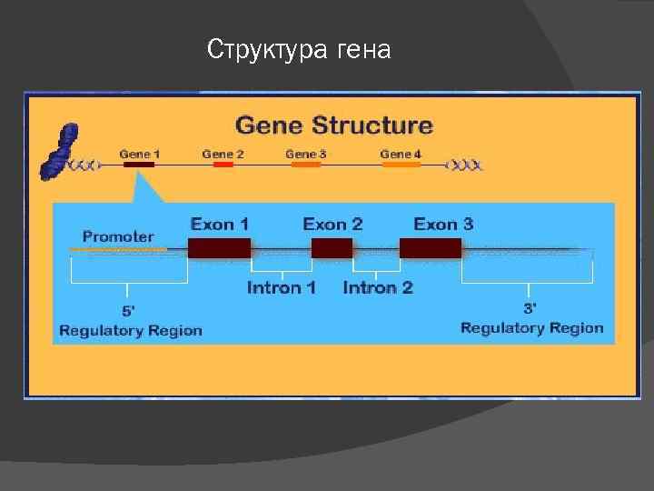 Структура гена