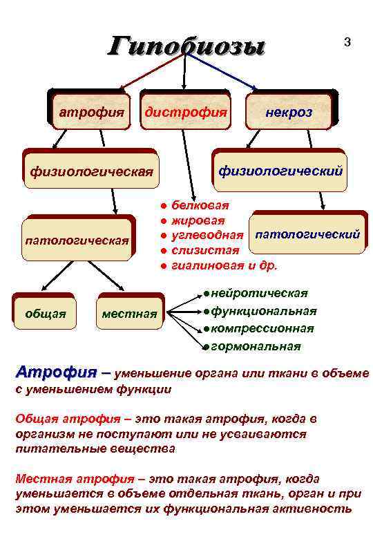 3 атрофия дистрофия физиологический физиологическая патологическая общая некроз ● белковая ● жировая ● углеводная