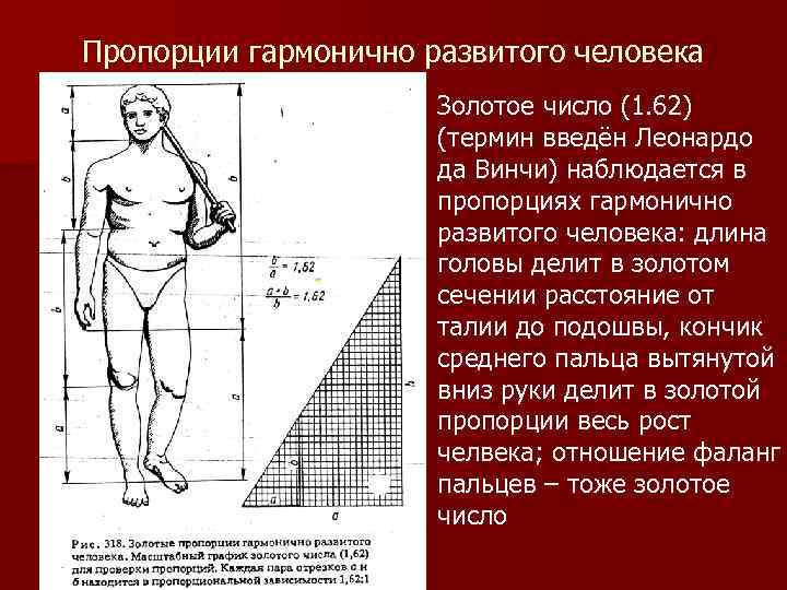 Золотое сечение гармоничная пропорция проект