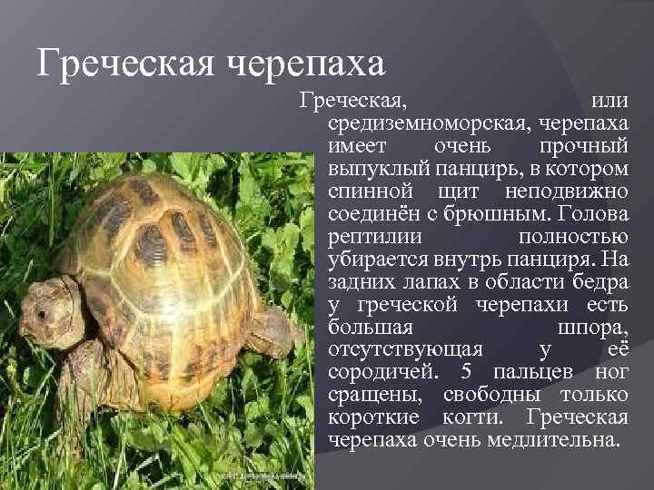 Греческая черепаха Греческая, или средиземноморская, черепаха имеет очень прочный выпуклый панцирь, в котором спинной