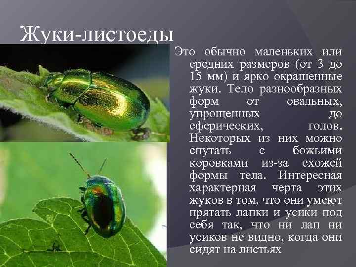 Жуки-листоеды Это обычно маленьких или средних размеров (от 3 до 15 мм) и ярко