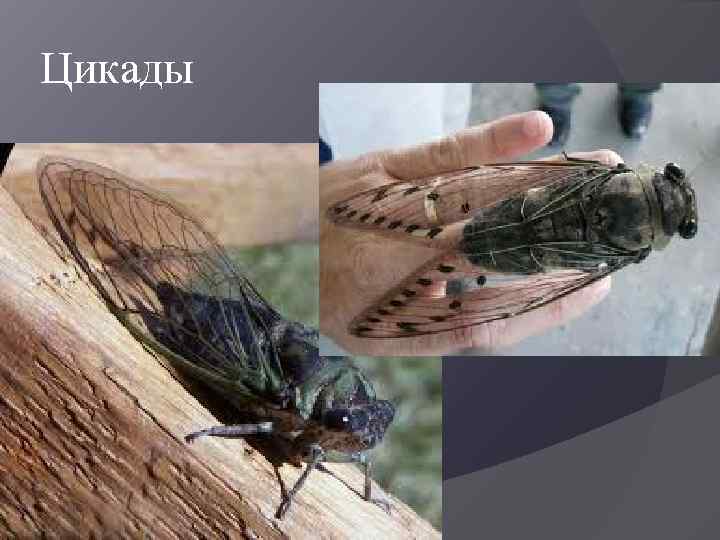 Цикады 